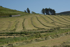 Summer on our farms