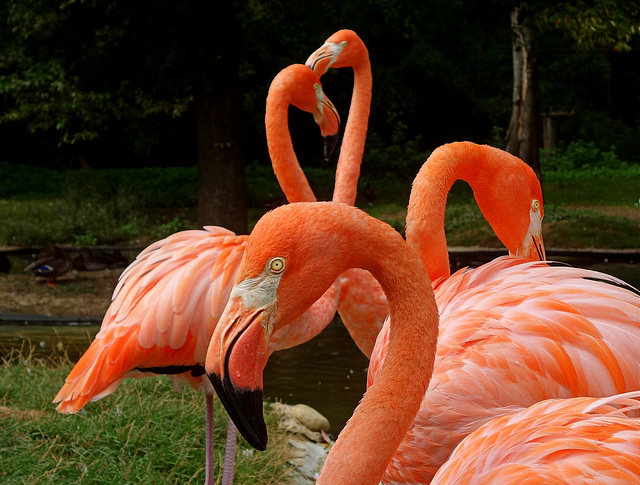 American Flamingo