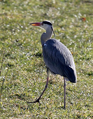 Er schreitet über die Wiese...