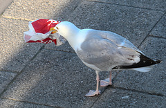 IMG 6181 KFCGull dpp