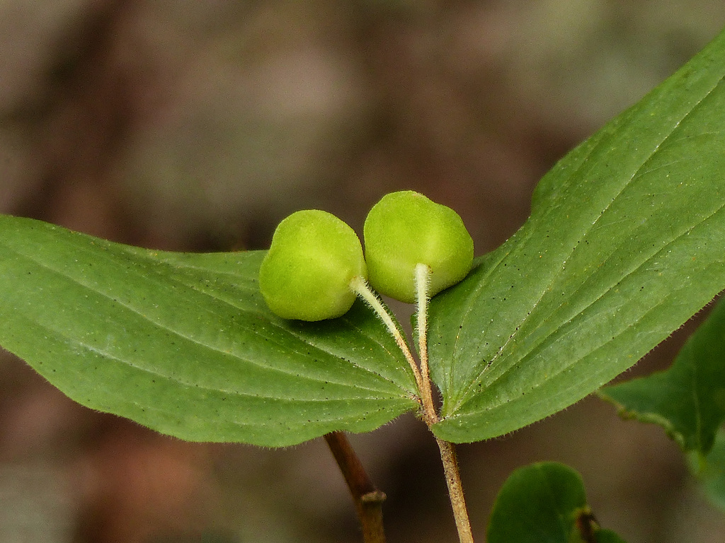 Rough-Fruited Fairybells / Prosartes trachycarpa