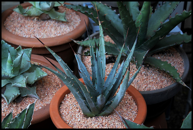 Agave utahensis (2)