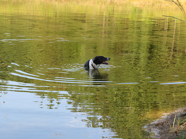 Garip in the pond