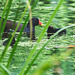 The Pond Moorhen and chicks