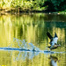 Egyptian goose take off