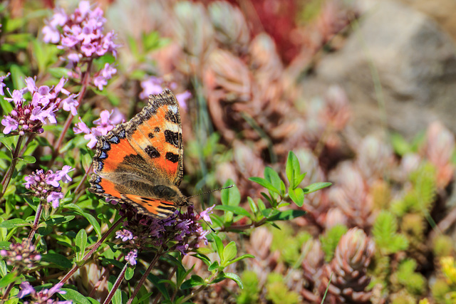 In meinem Garten - die Farben des Sommers