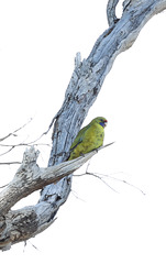 Green Rosella