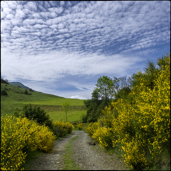 El camí de la ginesta