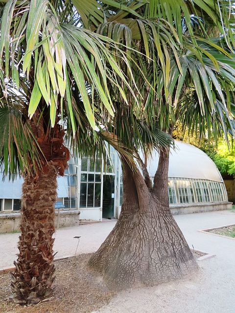 Valencia: Jardín botánico, 19