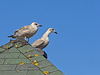 Hungry Gulls