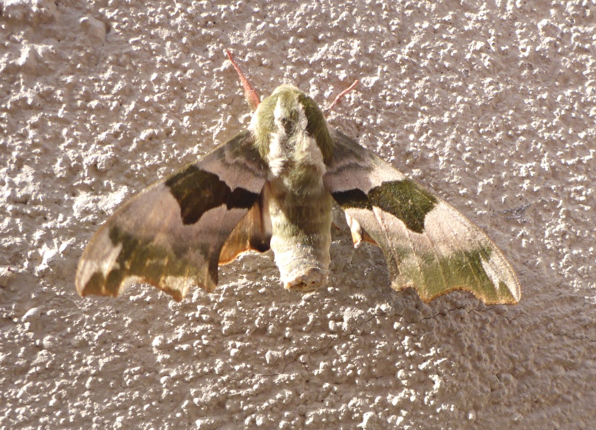 Lindenschwärmer - tilio-papilio