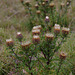 Carlina vulgaris (Carline Thistle)