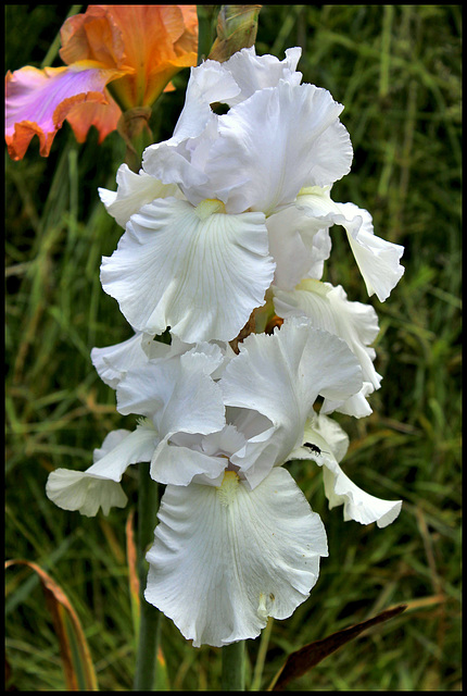 Blanc maternel (2)