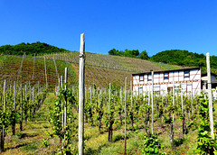 DE - Dernau - Vineyards