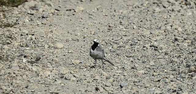20192408 4587CPw [D~HVL] Bachstelze (Motacilla alba), Gülpersee Südufer, Rhinow
