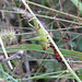 Grasshopper eating a caterpillar