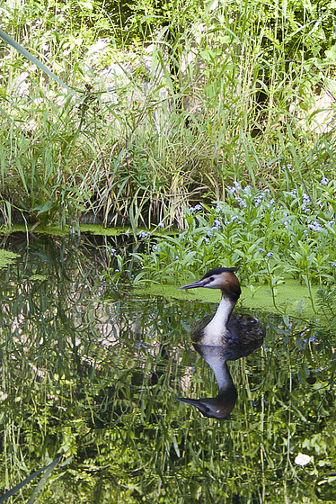 reflet plumé