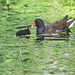 The Pond Moorhen and chicks