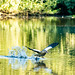 Egyptian goose take off