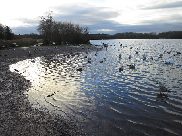 Cosmeston Lake