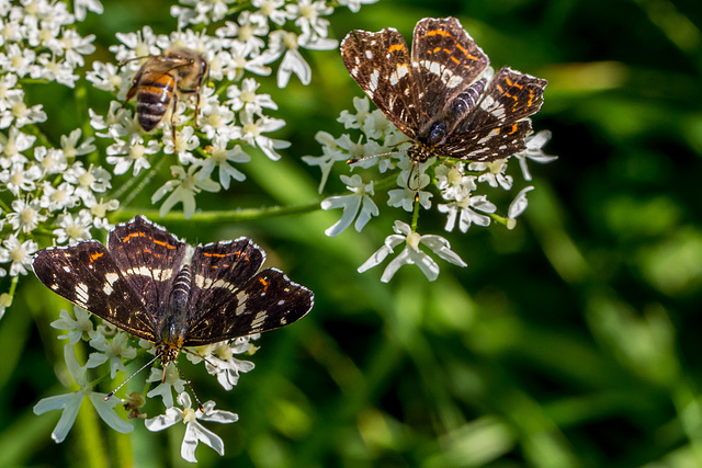 In meinem Garten - die Farben des Sommers