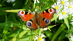 Aglais io auf wilder Aster