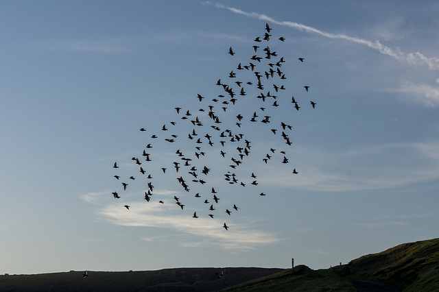 The Starlings closer (1 of 3)