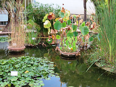 Valencia: Jardín botánico, 20