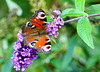 Tagpfauenauge an Schmetterlingsflieder