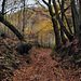Herbstlicher Weg im NSG Oefter Tal (Essen-Kettwig) / 16.11.2024 Herbstlicher Weg im NSG Oefter Tal (Essen-Kettwig) / 16.11.2024