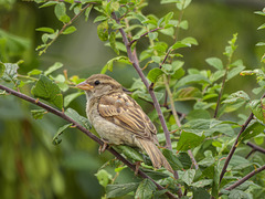 Female House Sparrow