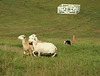 Sheepdog Trials @ the NH Highland Games 2015