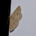 Moth IMG_6295