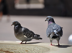 PIGEONS