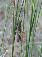 Handsome locust