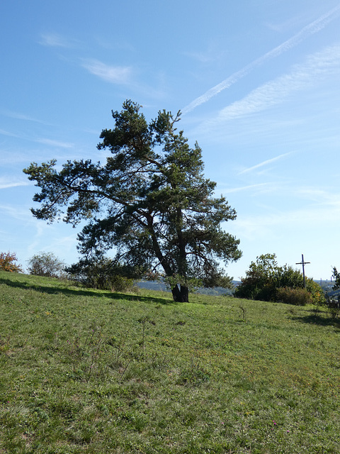 auf dem Münchshofener Berg