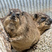 Rock hyrax (3)