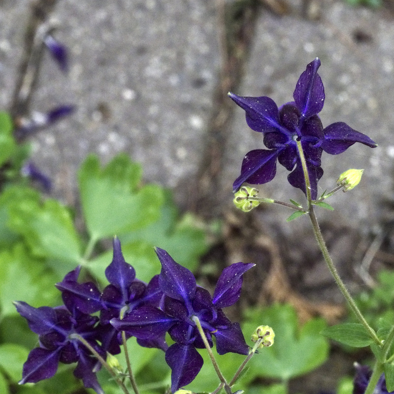 Columbine 002