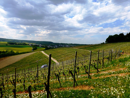 Auf dem Traubenpfad Nr. 3