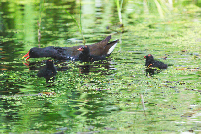 The Pond Moorhen and chicks