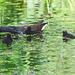 The Pond Moorhen and chicks