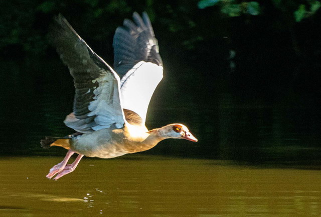 Egyptian goose