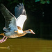 Egyptian goose