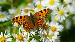 C-Falter auf wilder Aster