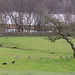 Curlews at Allmans Heath walking in single file