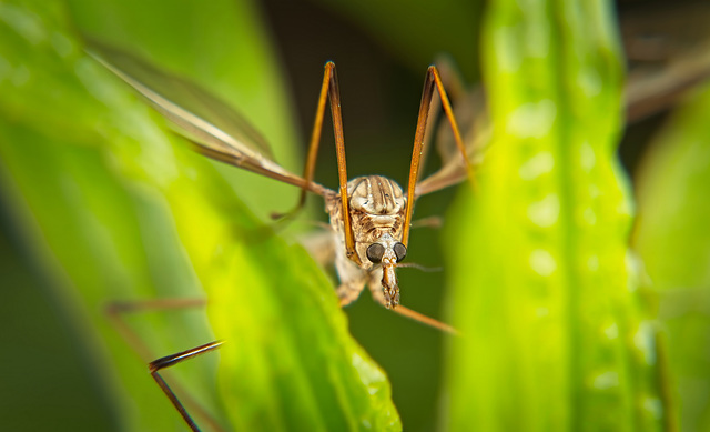 Die  Frühlingsschnake (Tipula vernalis) ist zwischen den Grasblättern gelandet :))  The spring crane fly (Tipula vernalis) has landed between the blades of grass :))  La tipule printanière (Tipula ver