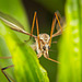 Die  Frühlingsschnake (Tipula vernalis) ist zwischen den Grasblättern gelandet :))  The spring crane fly (Tipula vernalis) has landed between the blades of grass :))  La tipule printanière (Tipula vernalis) s'est posée entre les brins d'herb