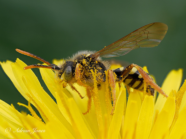 Nomada Bee Nomada Bee