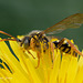 Nomada Bee Nomada Bee