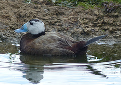 Scenes from Slimbridge (9) - 20 May 2015